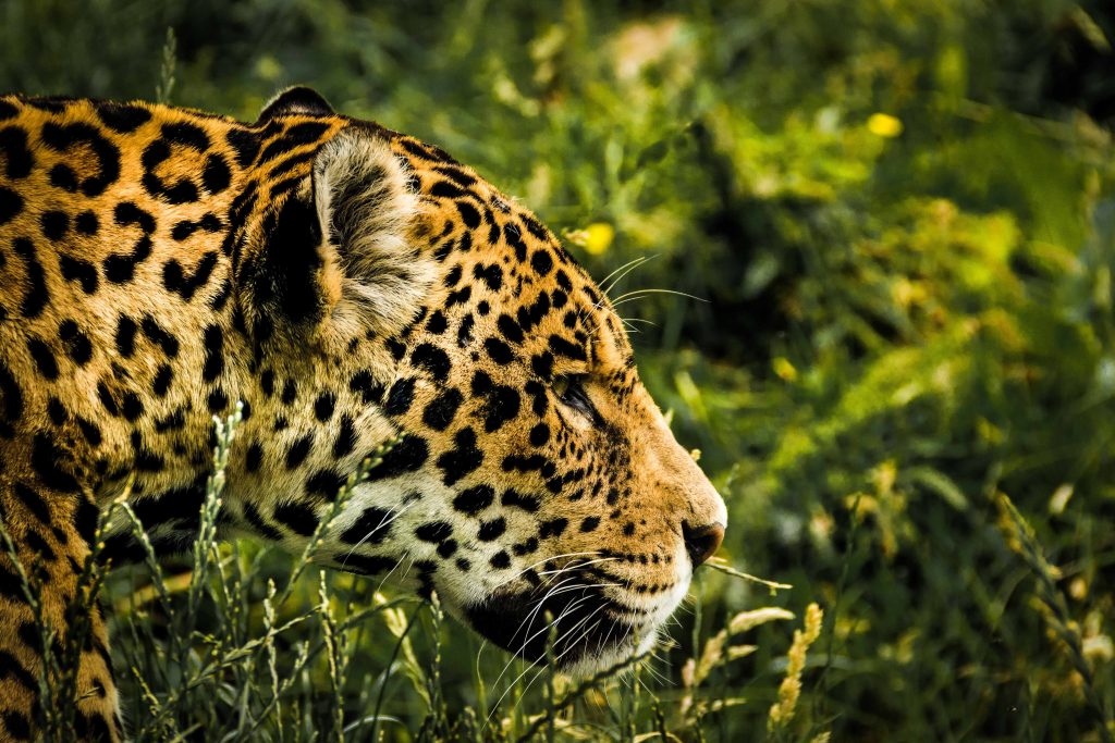 tótem del jaguar